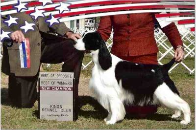 Harley, new AKC Champion