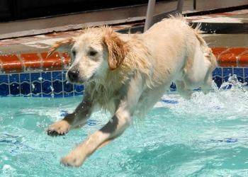 Obie, joyful pool dog!
