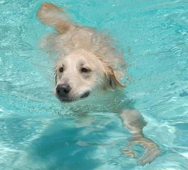 Obie, Pool Nymph