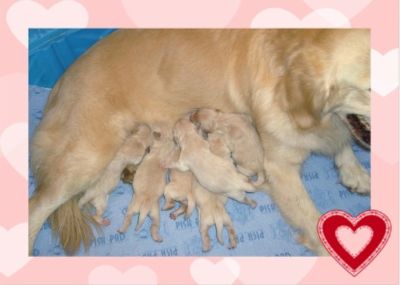 Kissy and babies, 5 hours old