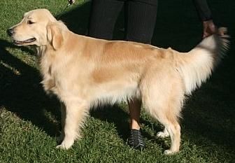 Jake 9 months old, Rancho show