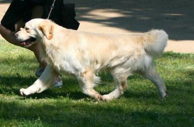 Brw in the show ring