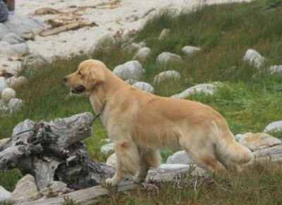 Tonka at Pacific Grove in Monterey