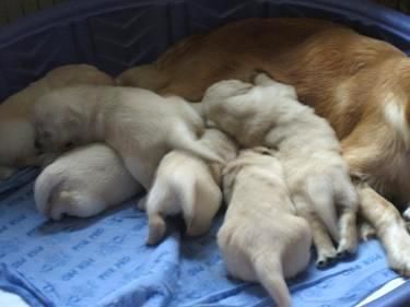 puppies 2 weeks old