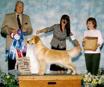 HOPE (AmCH/ U-CH Promise's D'Word O'Faith) at the Rio Grande Valley Golden Retriever Club Specialty in New Mexico  