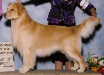 Akc champion golden store retriever