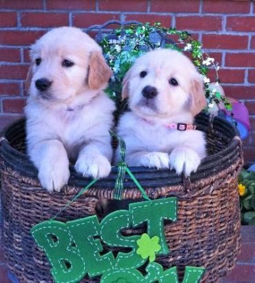 The 2 girls from the GIFT litter