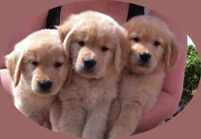 Judy inman best sale golden retriever